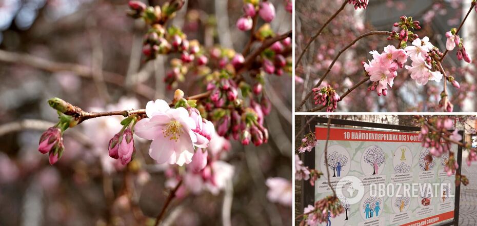 The famous 'crazy sakura', which is called the visiting card of Mukachevo, has blossomed. Photo