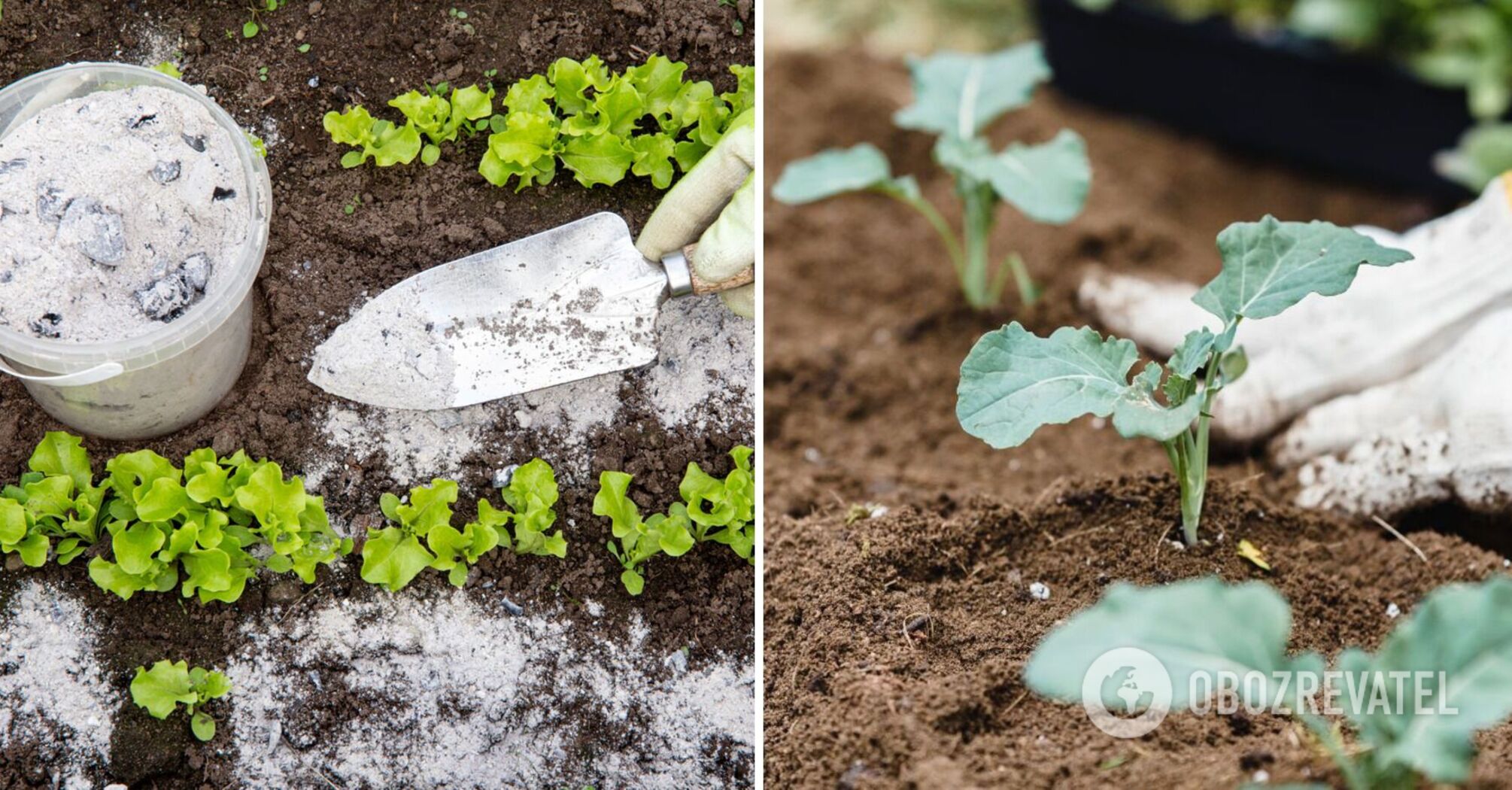 Jak nawozić ogród warzywny popiołem: zbiory wzrosną wielokrotnie