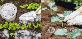 How to fertilize a vegetable garden with ash: the harvest will increase significantly