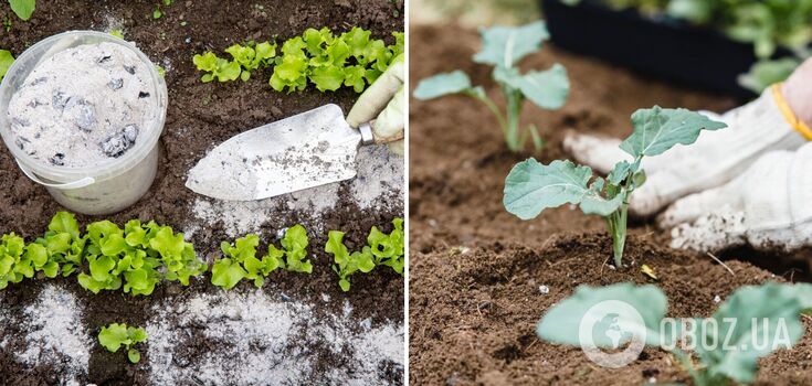 How to fertilize a vegetable garden with ash: the harvest will increase significantly