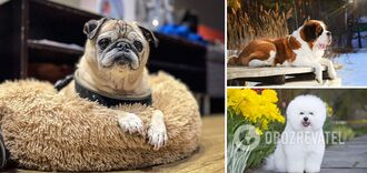 Nie lubię chodzić: które rasy psów są odpowiednie dla leniwych właścicieli