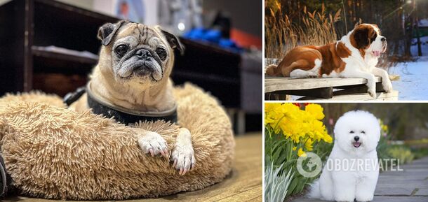 They don't like to walk: which dog breeds are suitable for lazy owners?
