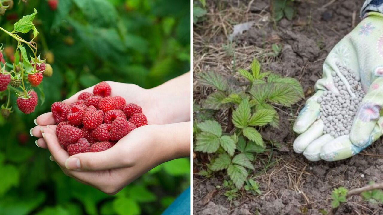 How to fertilize raspberry bushes in spring for a great harvest: tips