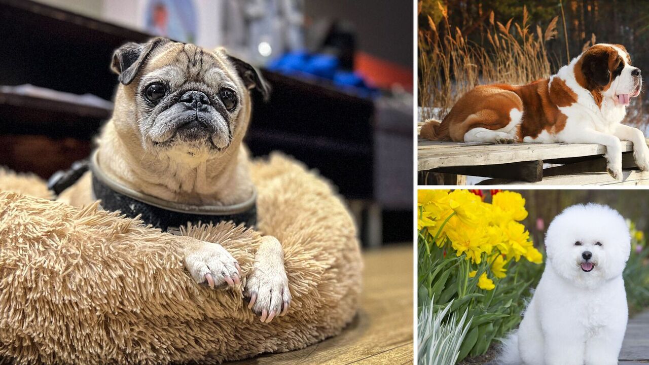 They don't like to walk: which dog breeds are suitable for lazy owners?