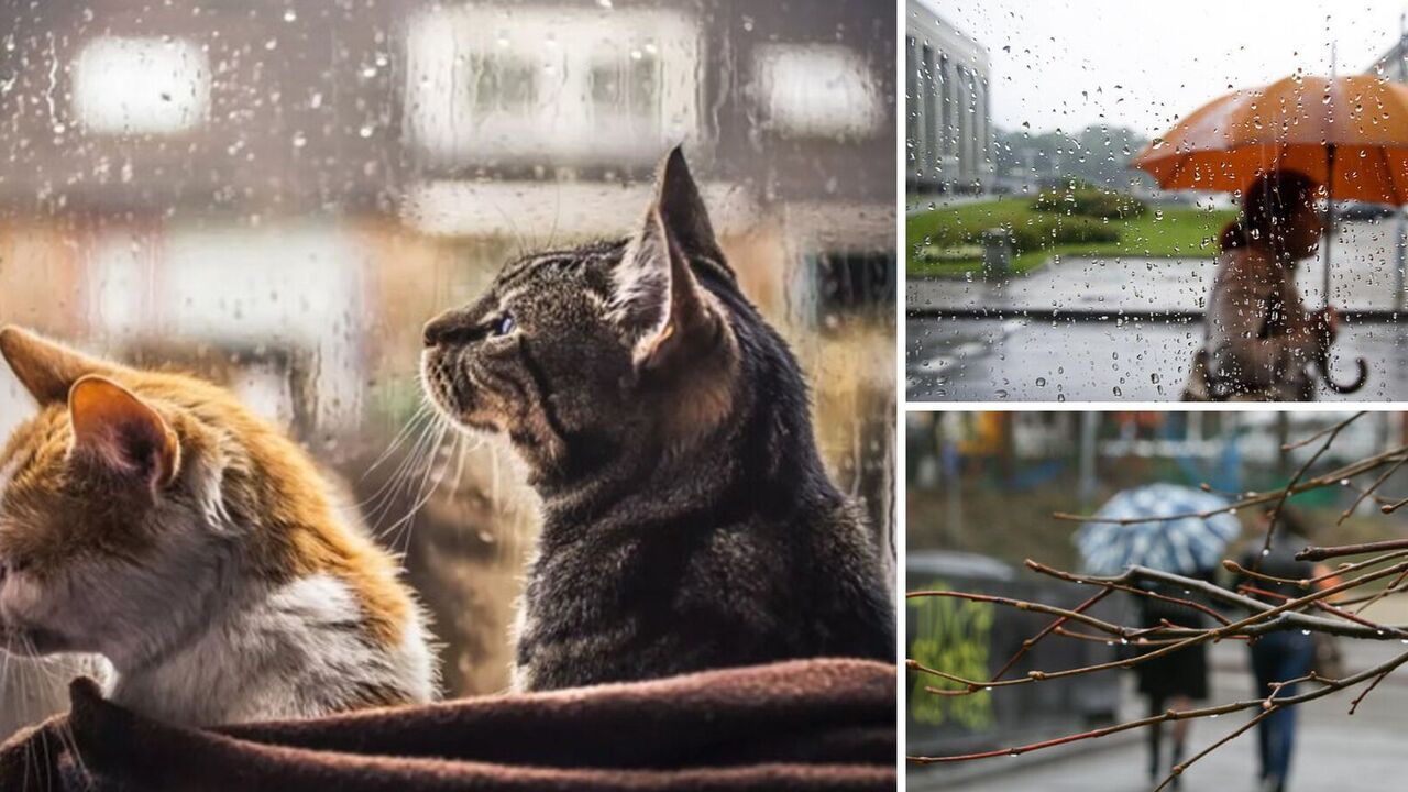 Spring rain and temperatures up to +19: what the weather in Ukraine will be like on Sunday