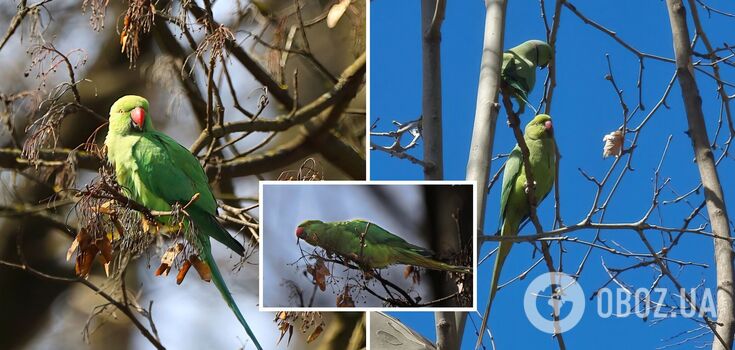 Rose-ringed parakeets, rare guests in Ukraine, were spotted in Chernivtsi. Photo