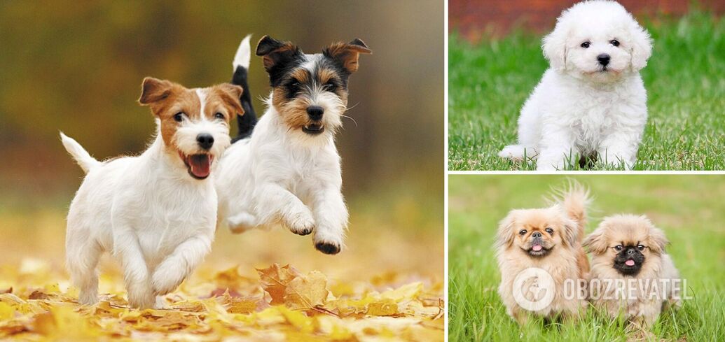 What dogs get along best in an apartment: breeds and photos