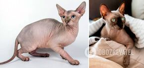 Why Sphynx cats are bald: where does this breed come from