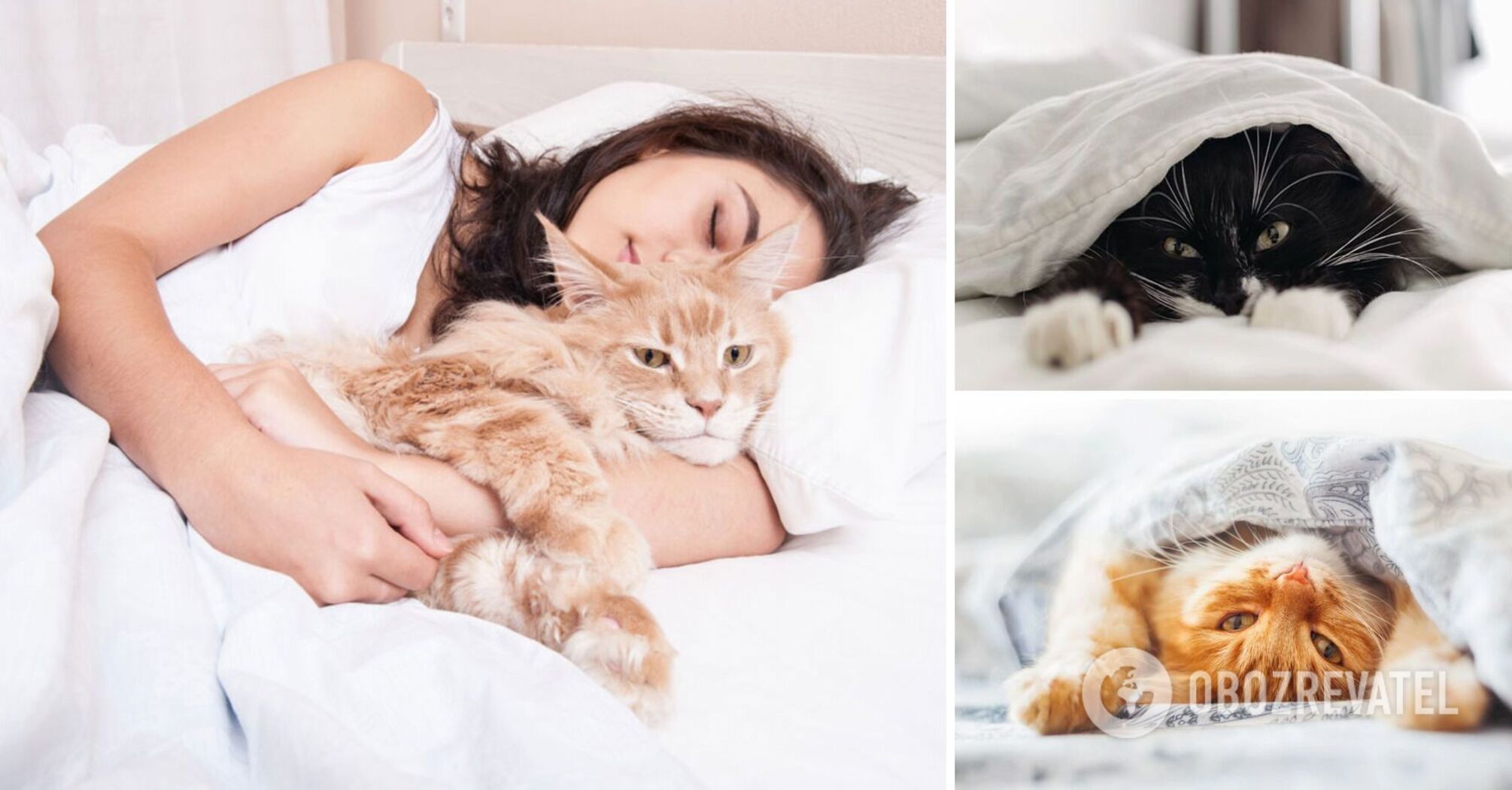 How cats choose who to sleep with: it's not always the owner