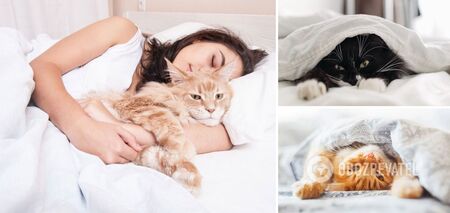 How cats choose who to sleep with: it's not always the owner