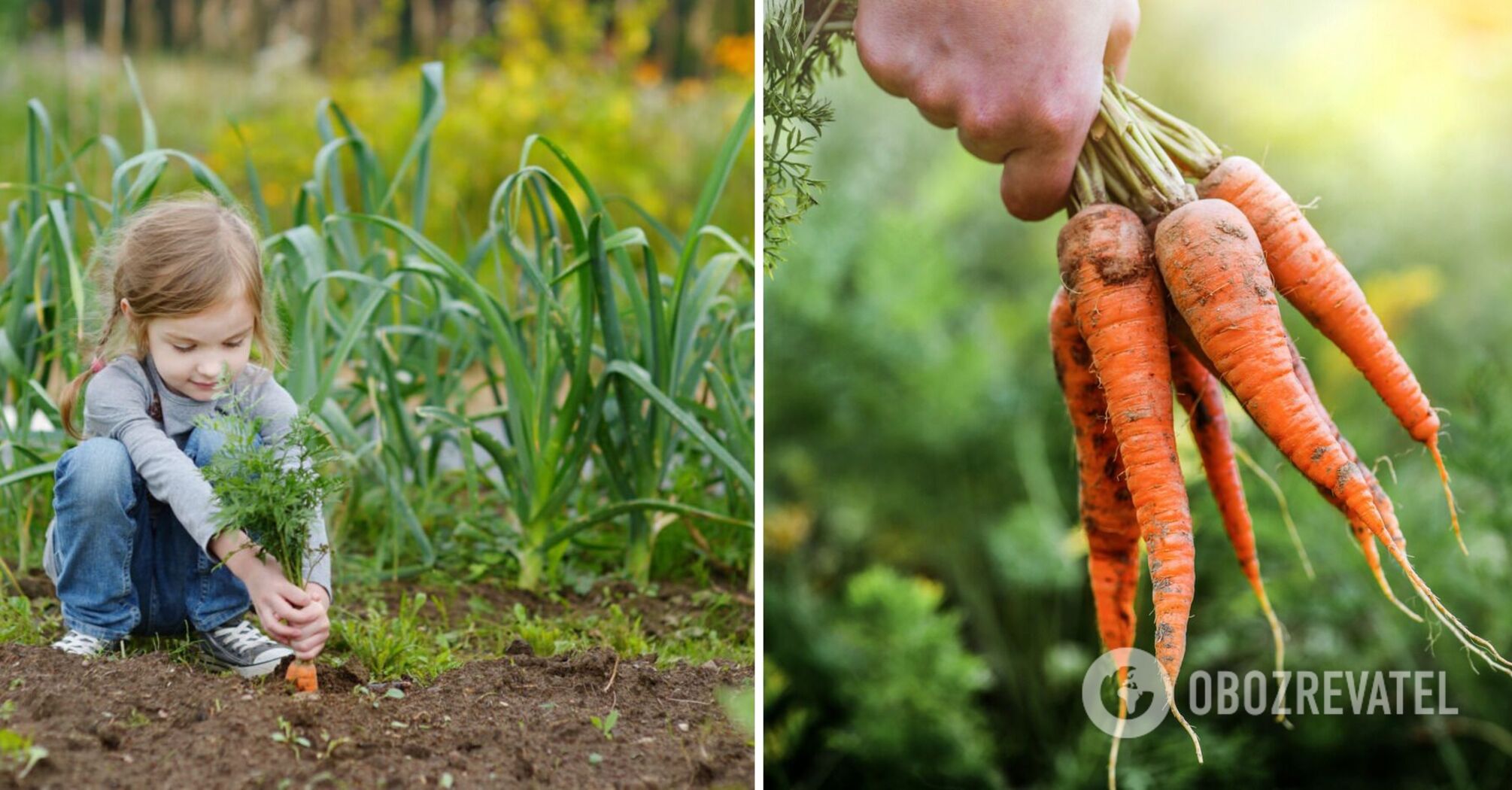 The sweetest carrot varieties have been named: children are delighted with them