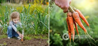Najsłodsze odmiany marchwi zostały nazwane: dzieci je pokochają
