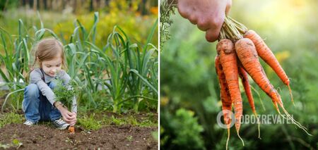 The sweetest carrot varieties have been named: children are delighted with them