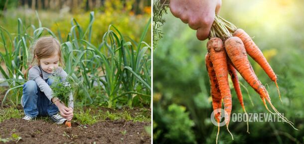 The sweetest carrot varieties have been named: children are delighted with them