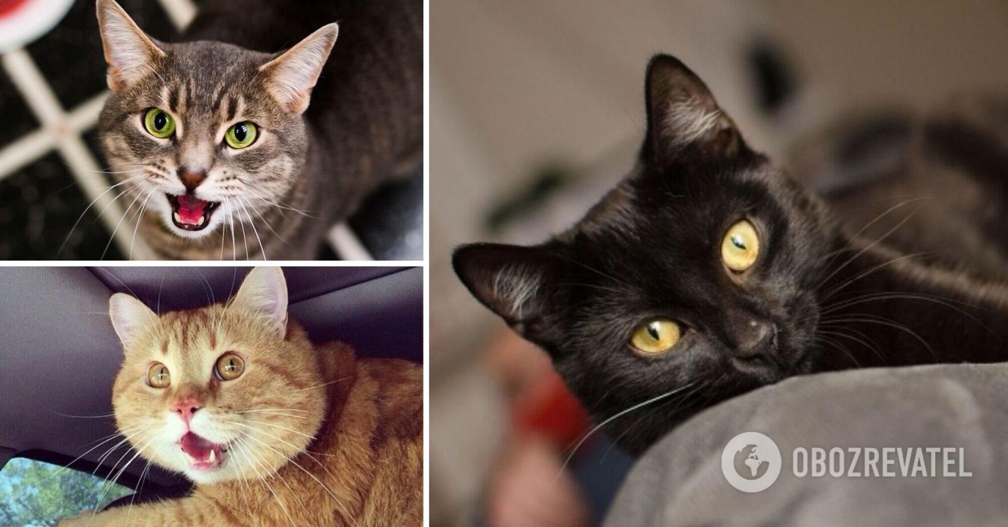 Koty mogą ostrzegać przed niebezpieczeństwem: jak nie przegapić sygnałów