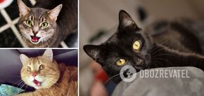 Cats can warn of danger: how not to miss the signals