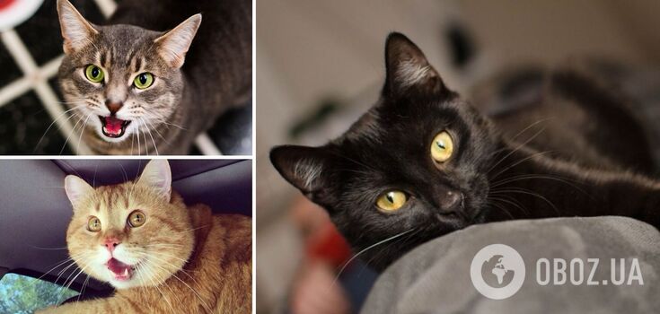 Cats can warn of danger: how not to miss the signals