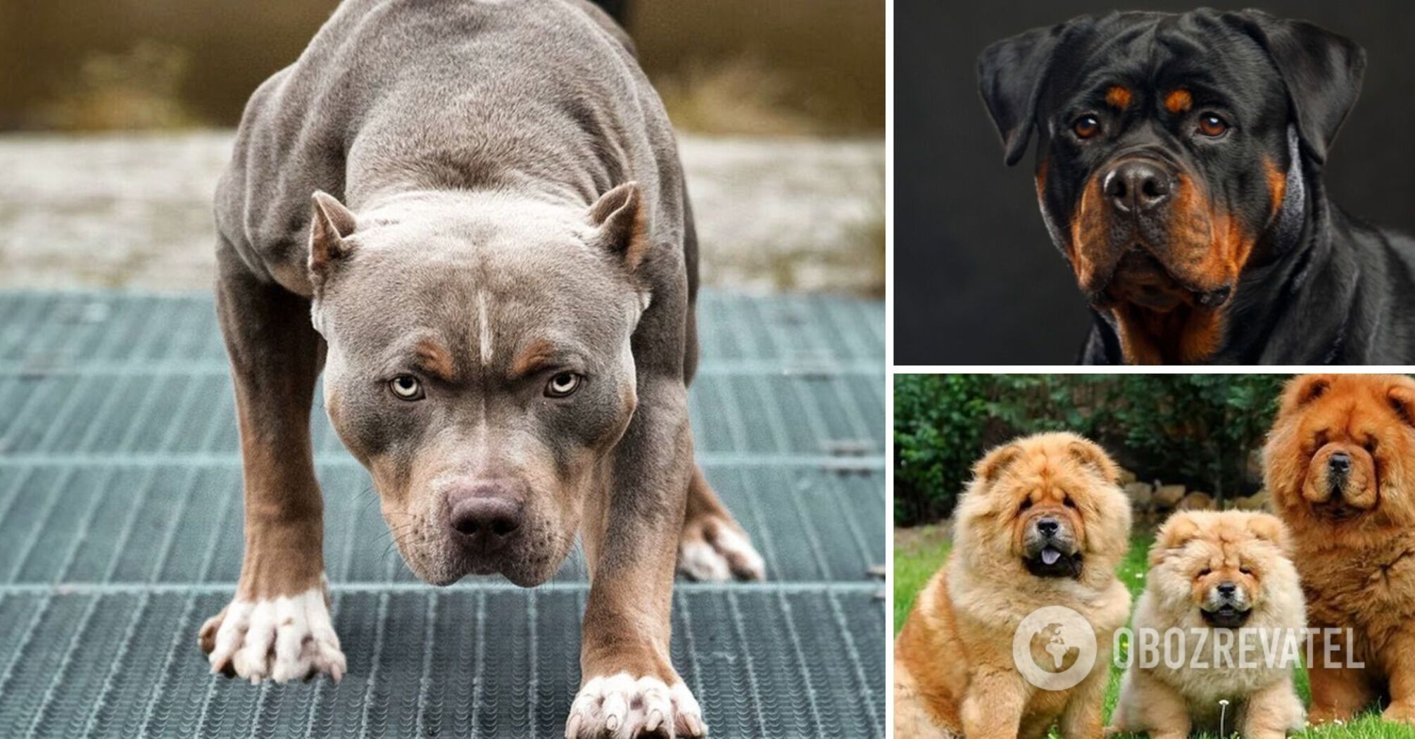 Which dogs are the most dangerous: they can even attack the owner