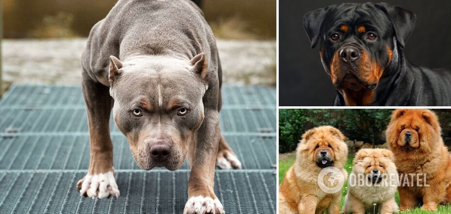 Which dogs are the most dangerous: they can even attack the owner