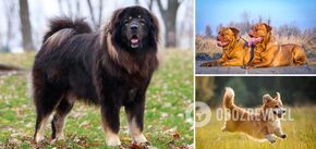 Za cenę samochodu: jakie rasy psów są najdroższe. Zdjęcie