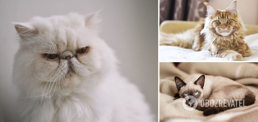 Which cats have the most difficult temperament: breeds with a "surprise"