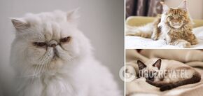 Które koty mają najtrudniejszy charakter: rasy z "niespodzianką"