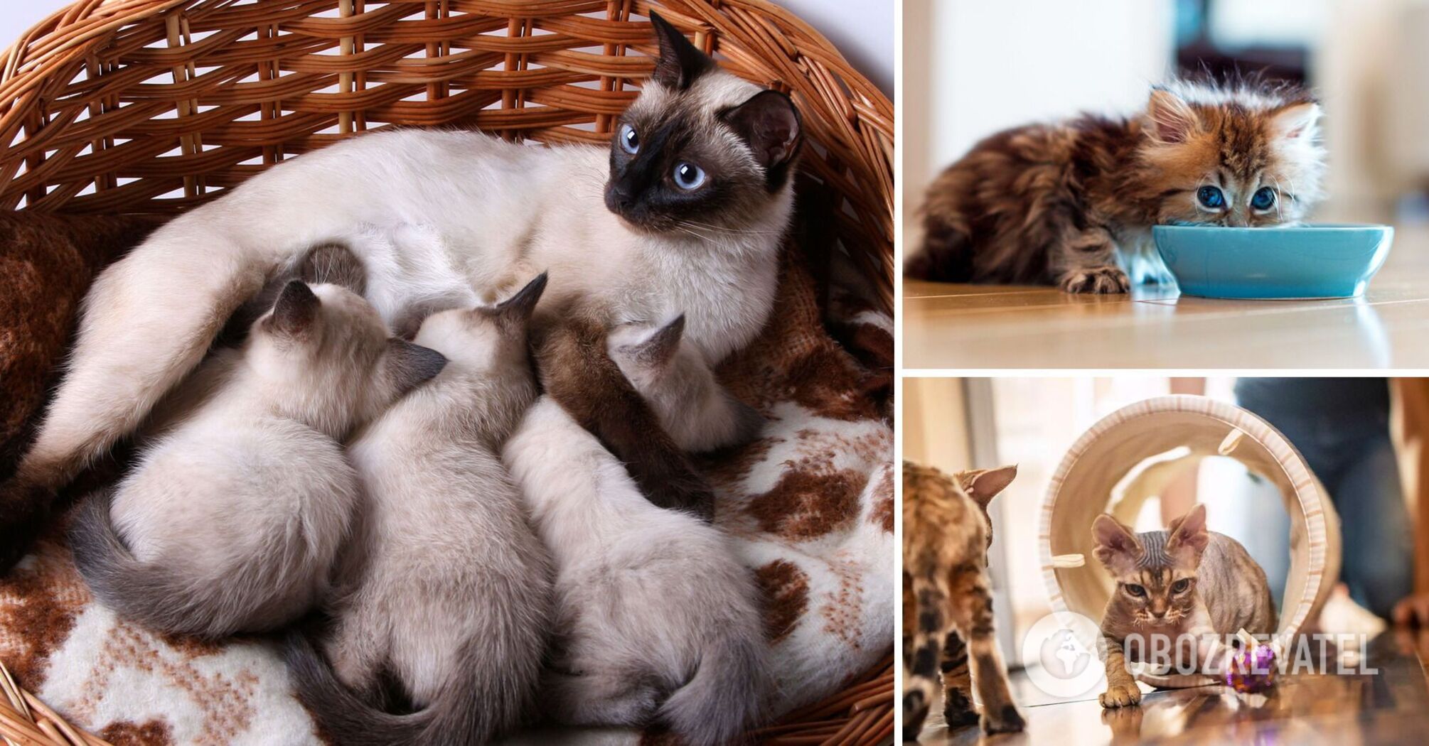 At what age do cats become adults: how does the breed affect