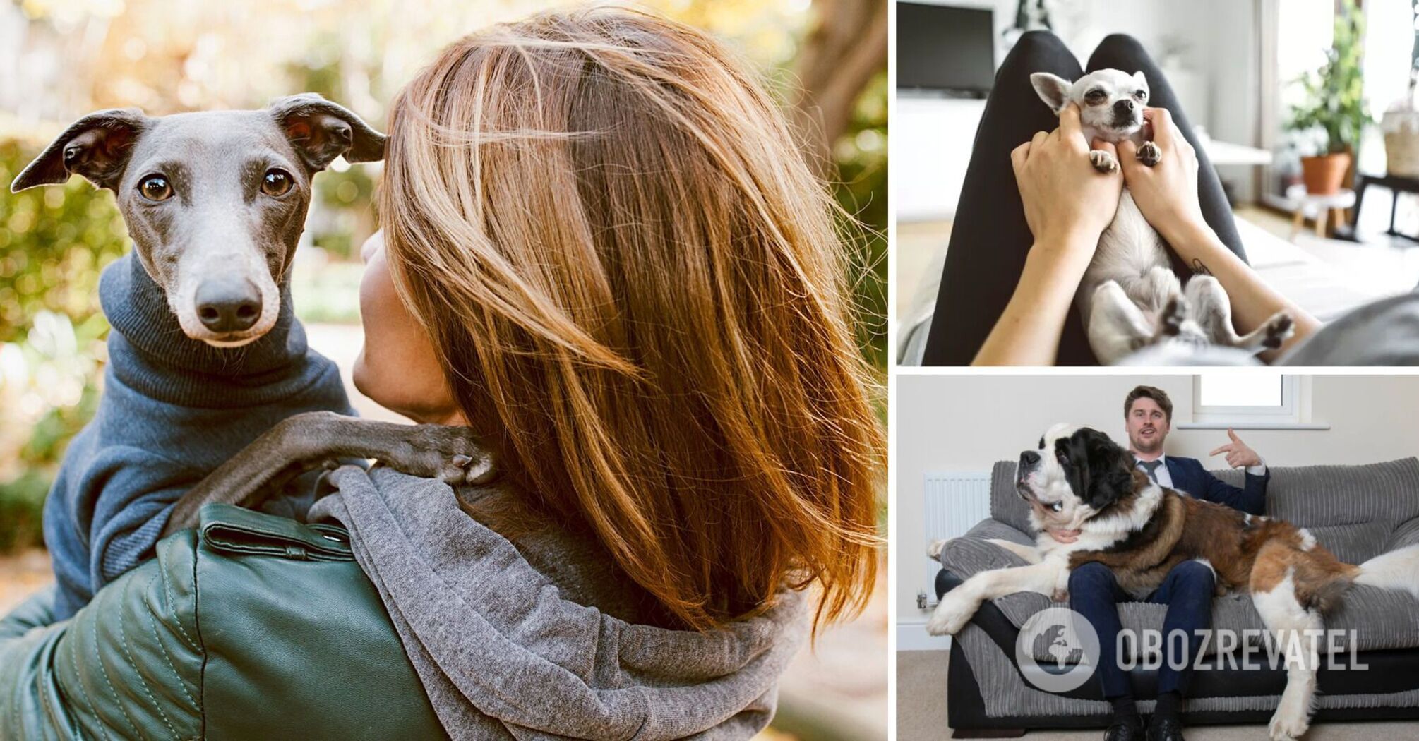 Like Hachiko: which dog breeds are the most loyal