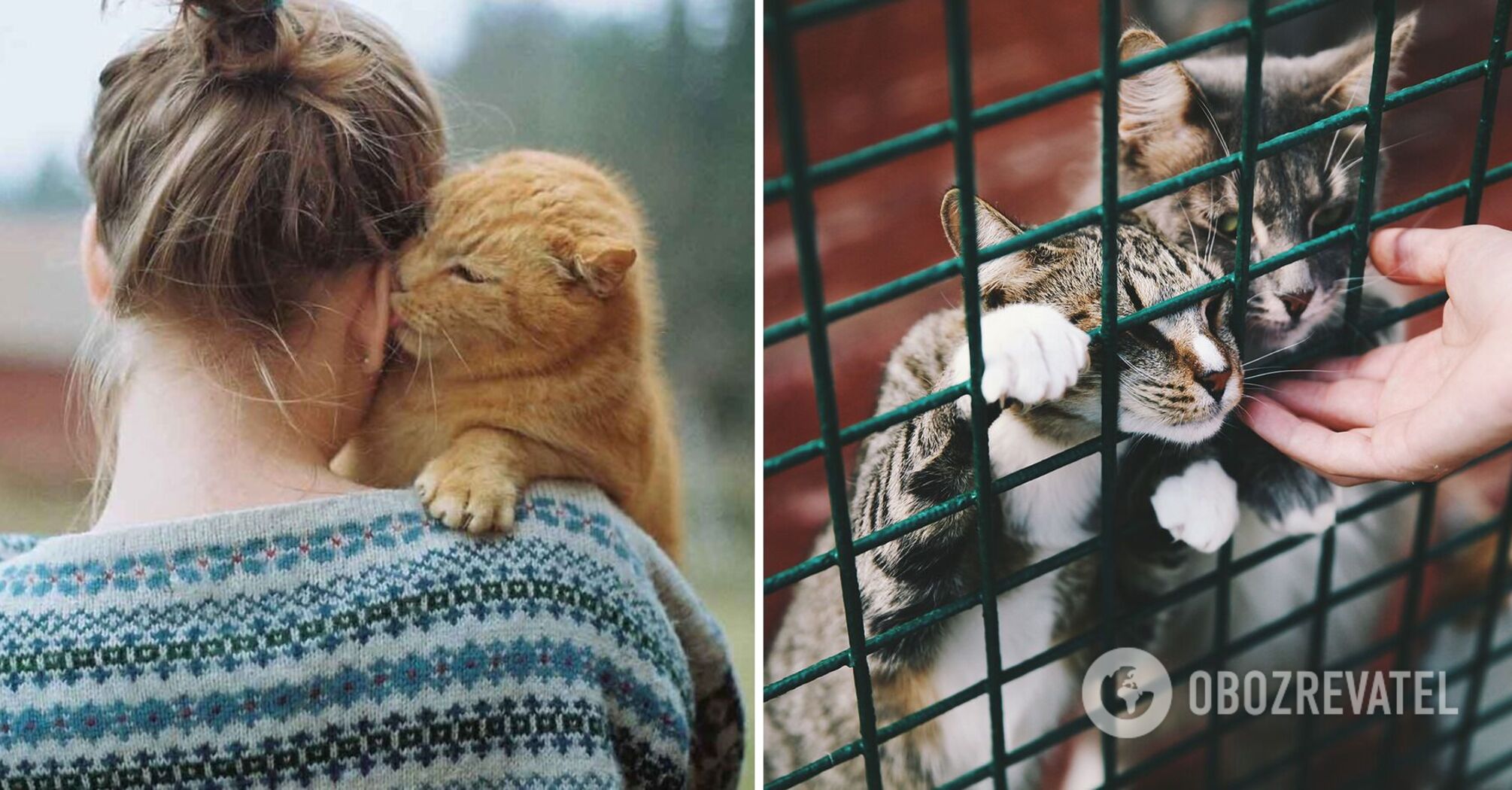 How long cats remember their owners: what they think about people