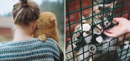 How long cats remember their owners: what they think about people