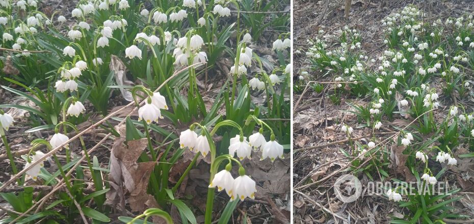 The plant is listed in the Red Data Book of Ukraine