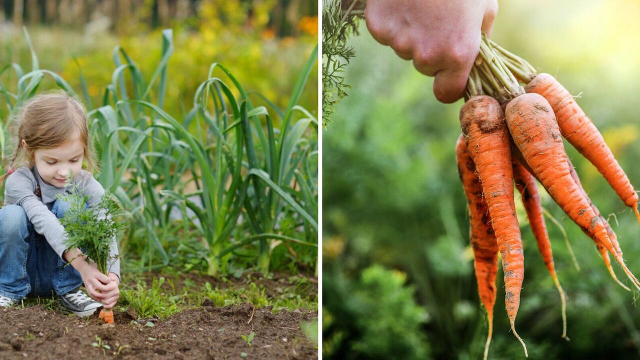 The sweetest carrot varieties have been named: children are delighted with them