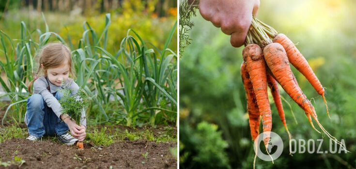 The sweetest carrot varieties have been named: children are delighted with them