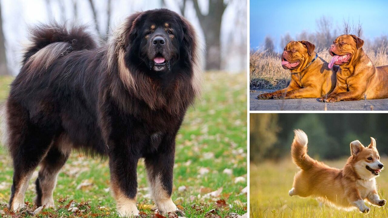 For the price of a car: what dog breeds are the most expensive. Photo