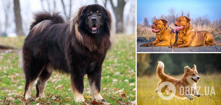 For the price of a car: what dog breeds are the most expensive. Photo