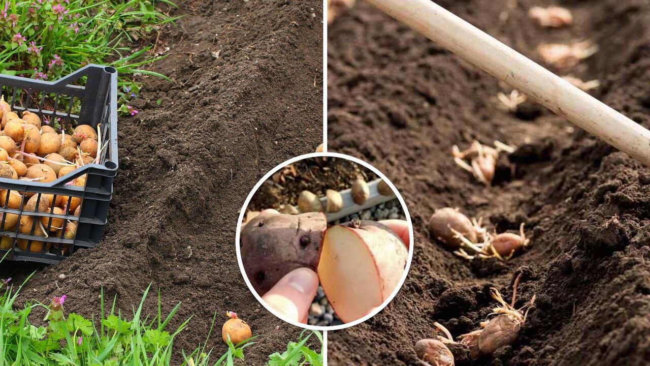  Is it possible to plant cut potatoes: how to increase yields
