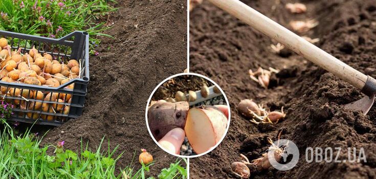 Is it possible to plant cut potatoes: how to increase yields