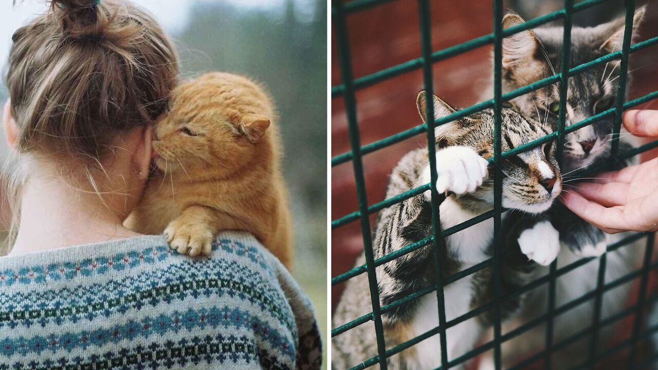 How long cats remember their owners: what they think about people
