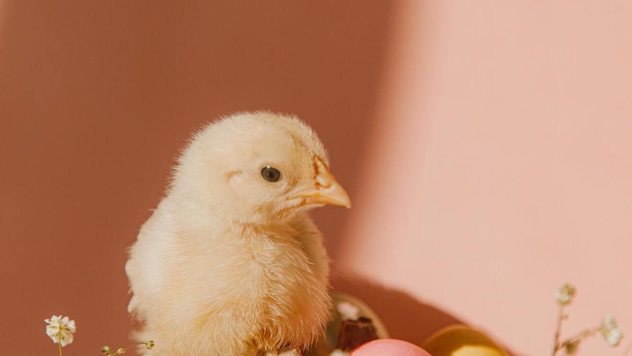 What is strictly forbidden to dye eggs for Easter with: these dyes can cause poisoning