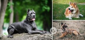 The best protectors: which dog breeds are suitable for protection