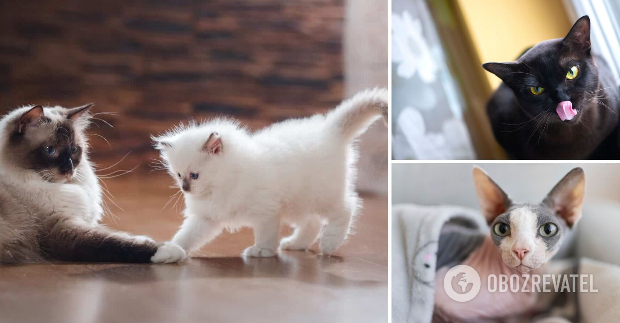 Które koty najbardziej przywiązują się do swoich właścicieli: najbardziej przyjazne rasy