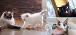 Które koty najbardziej przywiązują się do swoich właścicieli: najbardziej przyjazne rasy