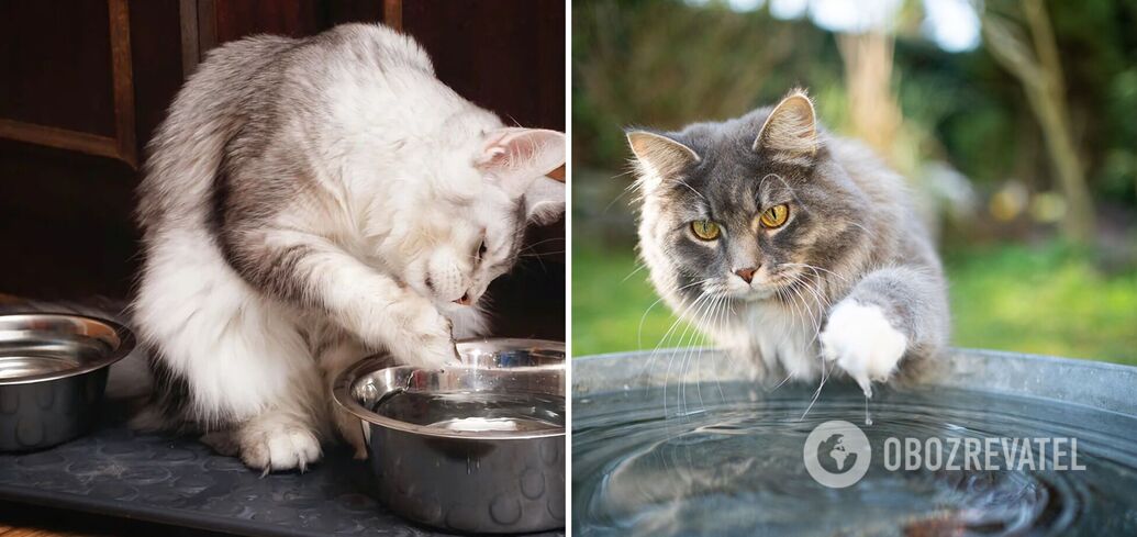 Why does a cat touch water with its paws before it drinks: four reasons