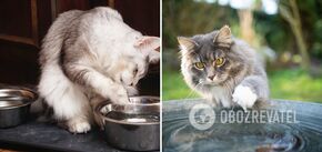 Why does a cat touch water with its paws before it drinks: four reasons
