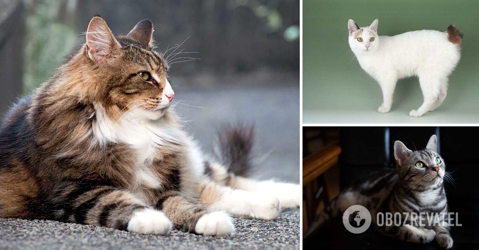 Becoming friends: which cat breeds get along well with dogs?