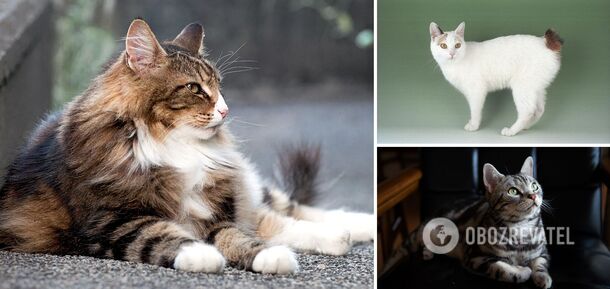 Zaprzyjaźnij się: które rasy kotów łatwo dogadują się z psami