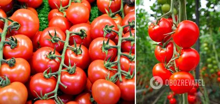 How to plant tomatoes for an unprecedented harvest: the German way