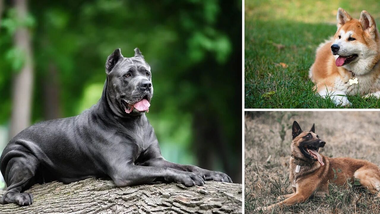 The best protectors: which dog breeds are suitable for protection