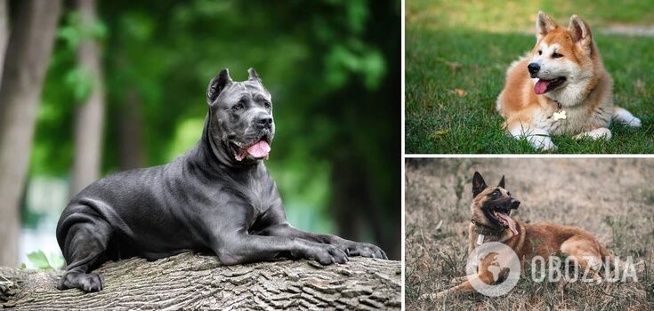 The best protectors: which dog breeds are suitable for protection