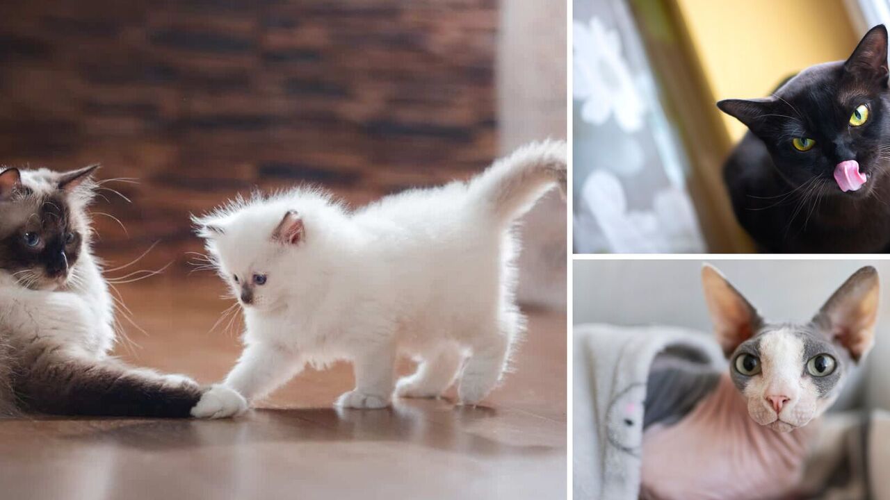 Which cats are the most affectionate to their owners: the friendliest breeds